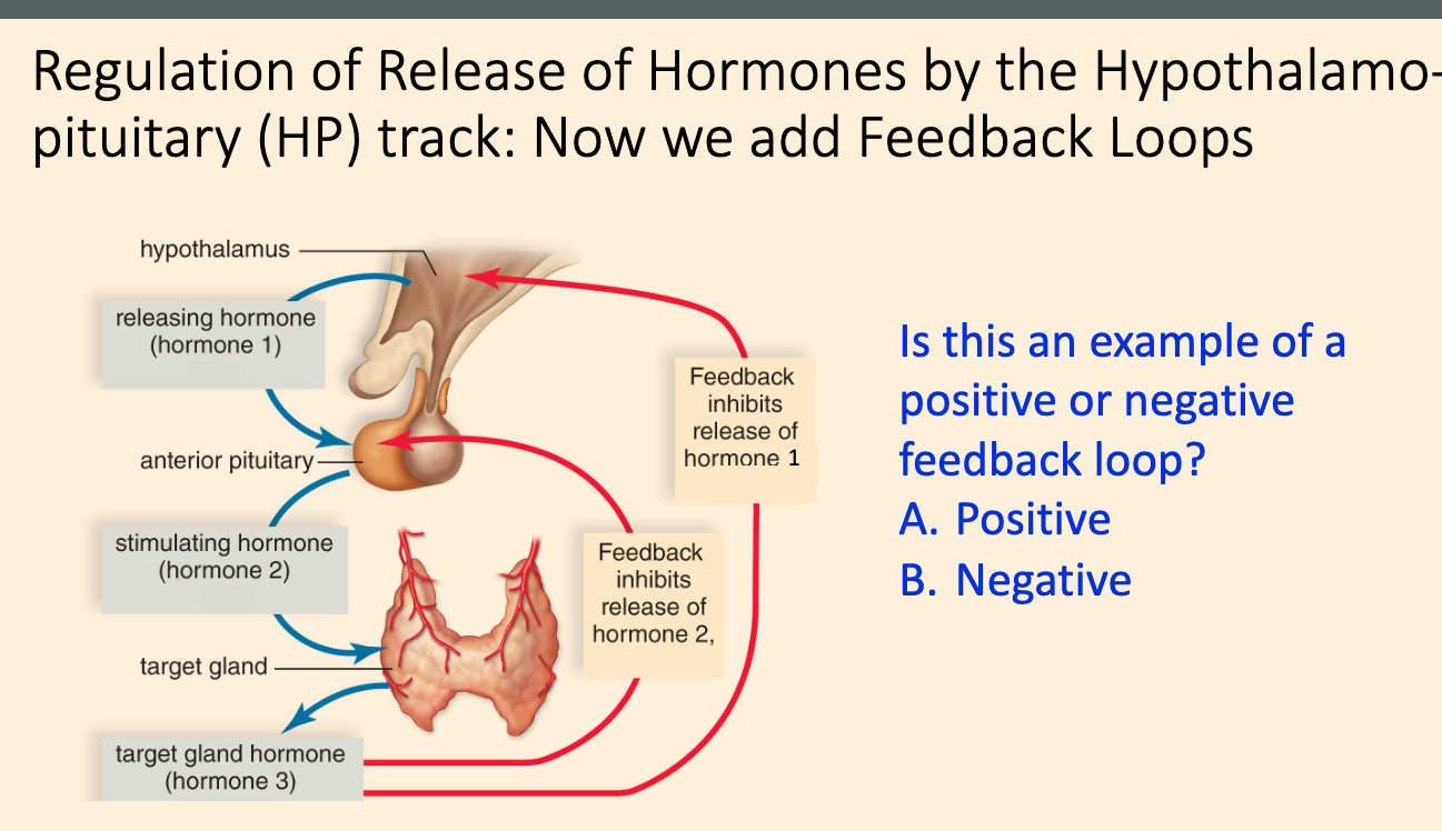 Is the regulation of of Release of Hormones by the Hypothalamo- pituitary (HP) track an 

an example of a positive or negative feedback loop? 

A. Positive 

B. Negative
