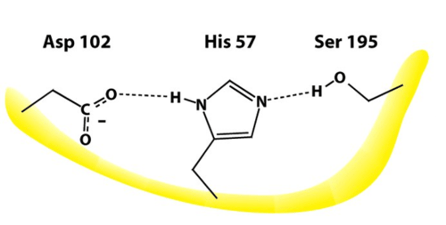 <p>Ser, His, Asp</p>