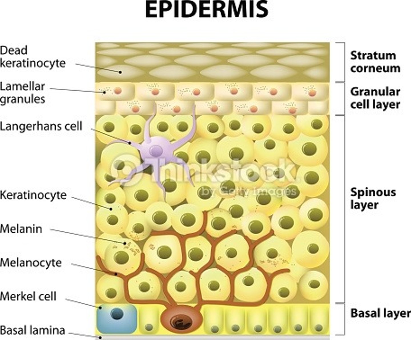 <p>- melanocytes - protects against UV and gives skin colour. they synthesis melanin which is packaged into melanosomes. these vesicles are transferred into keratinocytes. </p><p>- Langerhans - APCs (present in all layers of epidermis but mostly in stratum spinosum) </p><p>- Merkel cells - for sensation (found in basal layer). </p>