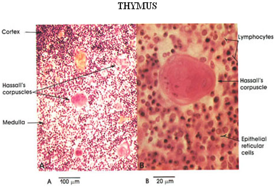 <p>Thymus</p>