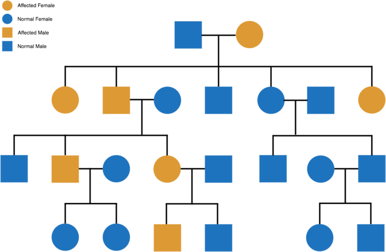 <p>Pedigree: males are squares females are circles: the coloured in one is <span style="color: var(--clrSquiggleHighlightTextColor,#000000)">the trait shown &nbsp;</span></p>