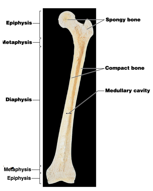 What type of marrow is found in the diaphysis?