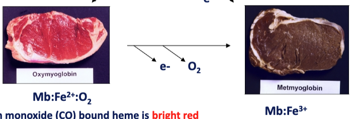 <p>Fe<sup>2+</sup> in myoglobin → Fe<sup>3+ </sup></p>