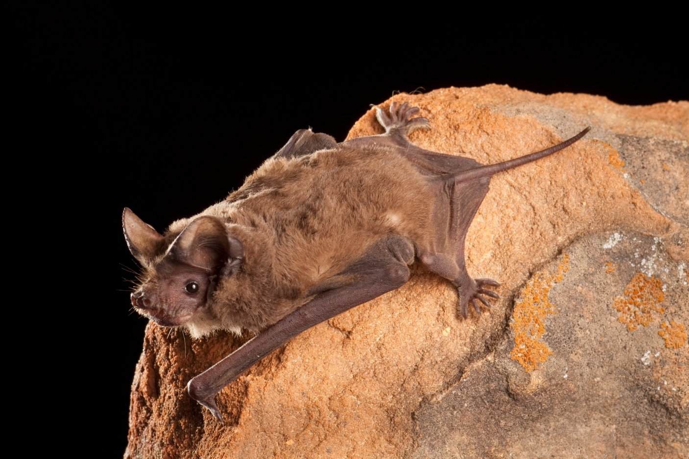 <p>Tadarida brasiliensis </p>