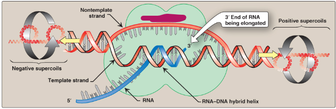<p>Label this section of the transcription bubble.</p>
