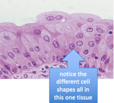 <ol><li><p>Tissue Type</p></li><li><p>Locations found</p></li><li><p>location specific functions</p></li></ol><p></p>