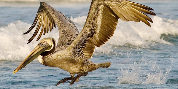<p>pelican but brownish</p>