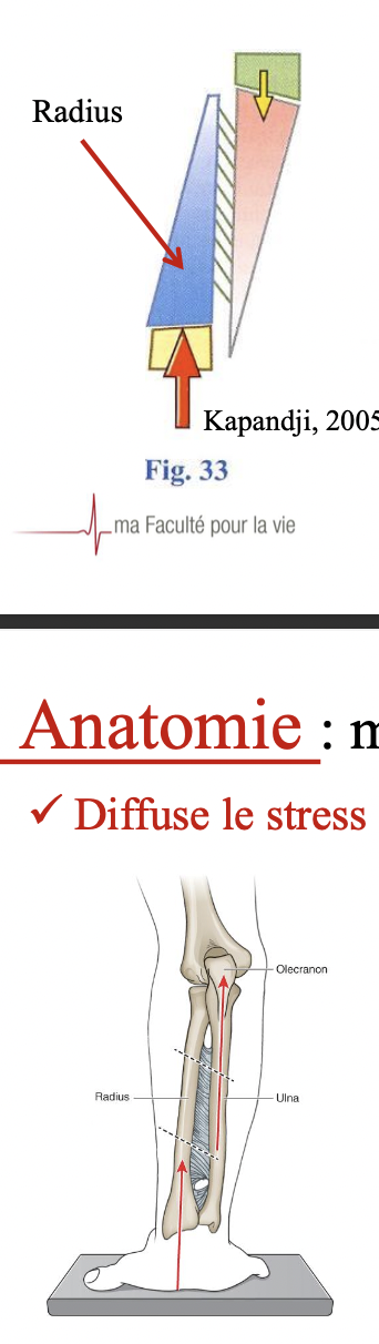 <p>• Une force de compression sur le radius va tendre les fibres antérieures de la membrane interosseuse et transmettre le stress vers l’ulna. </p><p>• Il est rapporté que le radius reçoit 82% du stress au niveau du poignet mais que seulement 60% de celui-ci serait transmis à la tête radiale. (pas besoin de savoir les pourcentages, seulement que surtout le radius absorbe le poids en MEC)</p><p>• La membrane interosseuse protège donc la tête radiale contre les fractures en compression.</p><p><span data-name="black_small_square" data-type="emoji">▪</span> Coude en position de varus (pas de contact entre la tête radiale et le capitulum), la force est transmise du radius distal vers l’ulna proximal.</p><p><span data-name="black_small_square" data-type="emoji">▪</span> Coude en position de valgus (contact entre la tête radiale et le capitulum), la force est transmise à travers le radius.</p><p><span data-name="black_small_square" data-type="emoji">▪</span> Si l’avant-bras est en position neutre, la force appliquée sur la partie distale de l’ulna est de 7% alors que sur la partie proximale de l’ulna elle est de 93% de la force appliquée au poignet.</p>
