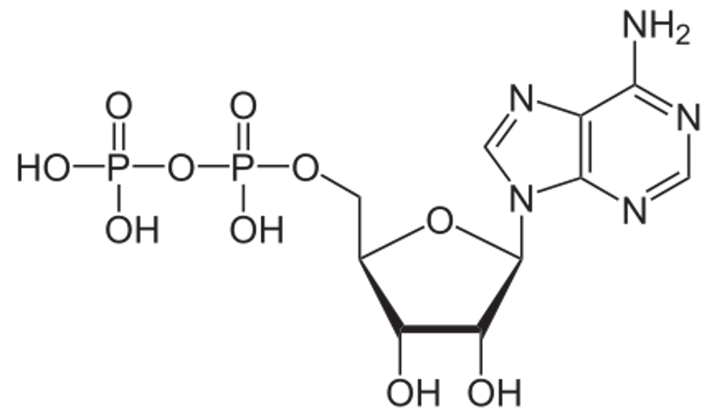 <p>This is a model of (notice 2 phosphate groups)</p>