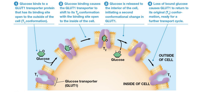 <ol><li><p>Glucose collides with and binds to GLUT1 in T1 conformation</p></li><li><p>GLUT1 shifts to T2 conformation</p></li><li><p>Conformation change releases glucose</p></li><li><p>GLUT1 returns to original T1 conformation</p></li></ol><p></p><p>Can be reversed. </p><p>Glucose concentration kept low inside most animal cells.&nbsp;</p><p></p>