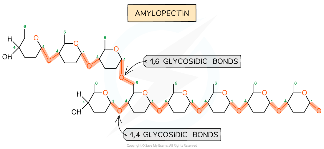 <p>1-4 (between 1C of one glucose and 4C of another glucose)</p><p>1-6 (between 1C of one glucose and 6C of another glucose)</p>