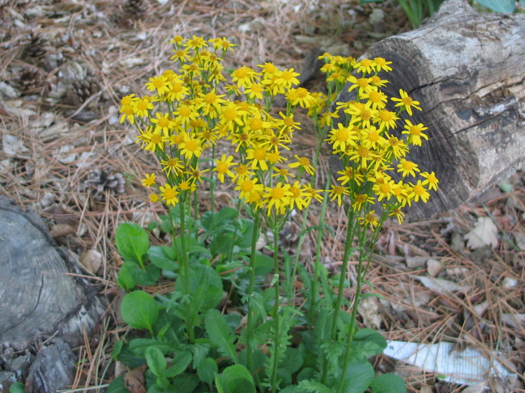 <p>golden ragwort</p>