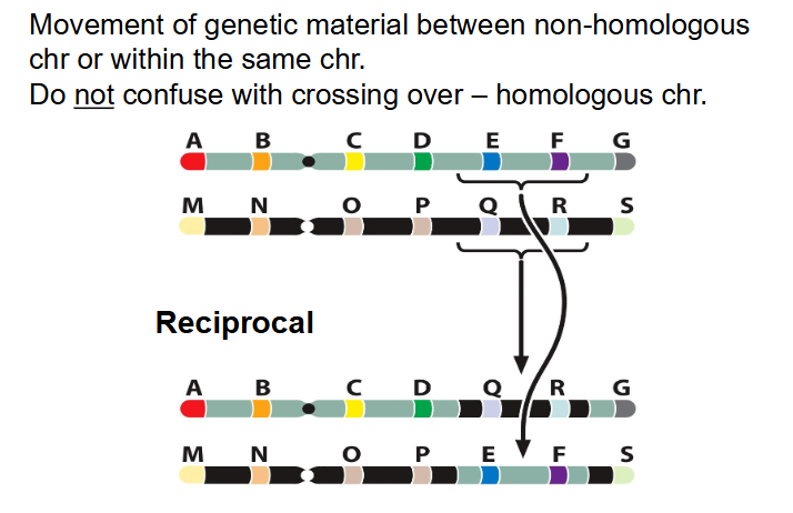 <p>- Movement of genetic material between non-homologous chr or within the same chr</p><p>- do not confuse with crossing over - homologous chr</p>