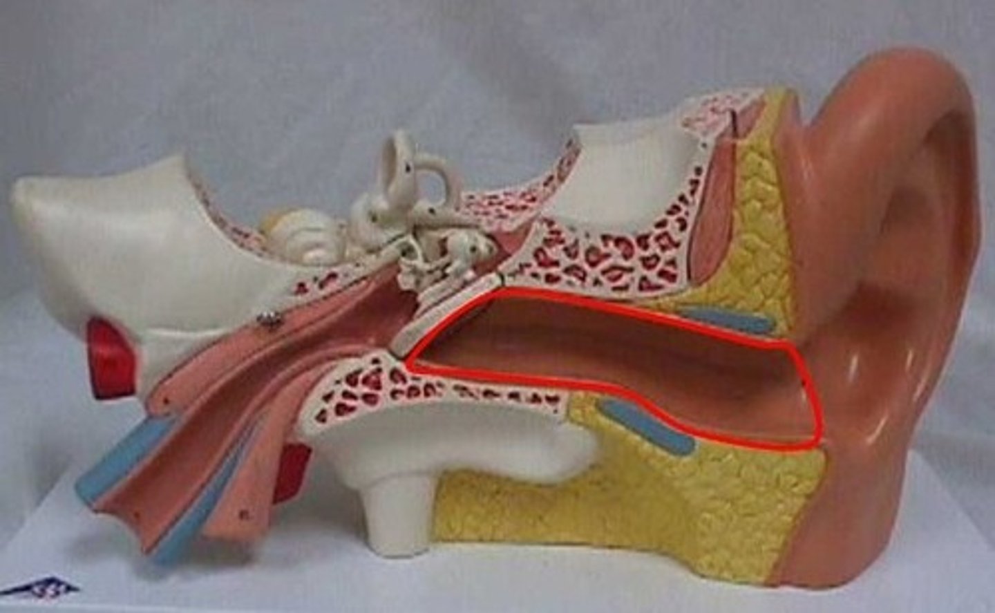 <p>canal leading inward from the auricle to middle ear</p>
