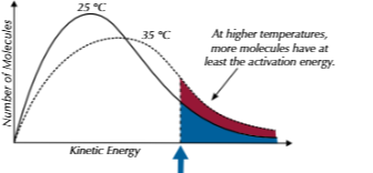 <p>shifts right as greater roortion of molecules have greater kinetic energy</p>