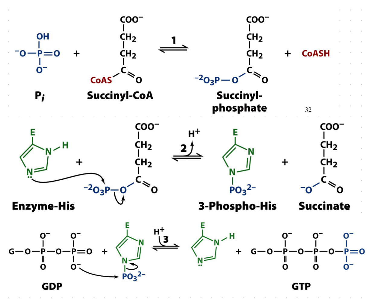 succinyl-CoA synthetase

free energy of the thioester bond of succinyl CoA is conserved as GTP

succinyl-CoA synthase was called “thiokinase: because it conserves energy of a thioester to form GTP, a nulceotide triphosphate 


1. succinyl-CoA reacts with free phosphate (pI0 to form succinyl-phosphate and CoA
2. the phosphorylase group is then transferred to a His residue in the enzyme, forming 3-phospho-His

   
   1. the phosphorylase group is then transferred to GDP, forming GTP (substrate level phosphorylation)