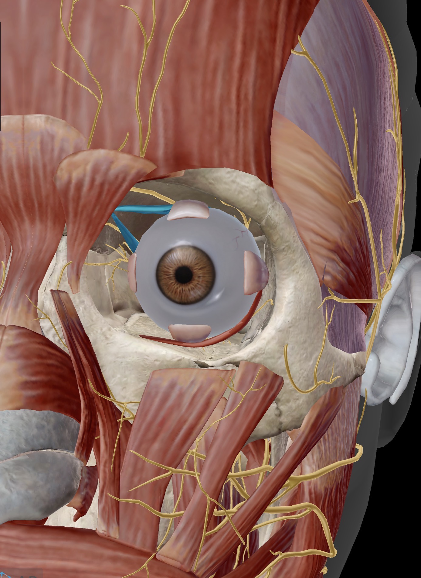 <p>Name the muscle and corresponding letter ( O = origin, I = insertion, A = actions, IN = innervation)</p><p>IN</p><p>A</p>