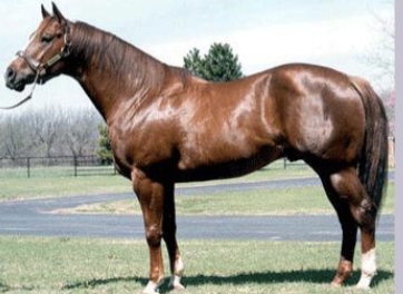 <p>What light horse is this?</p>