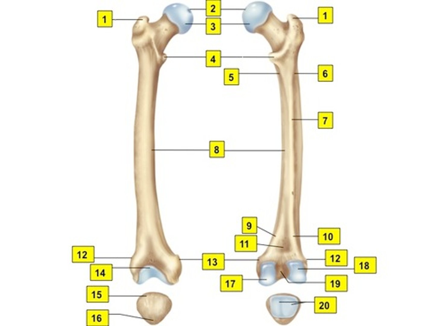 <p>ID 12</p>