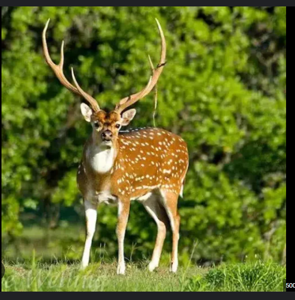 <p>axis deer</p>