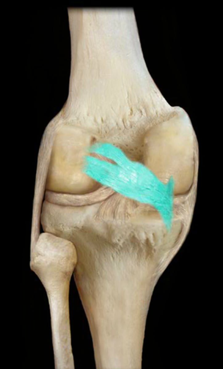 <p>runs posterior to medial tibial condyle and passes superolaterally towards lateral femoral condyle</p>
