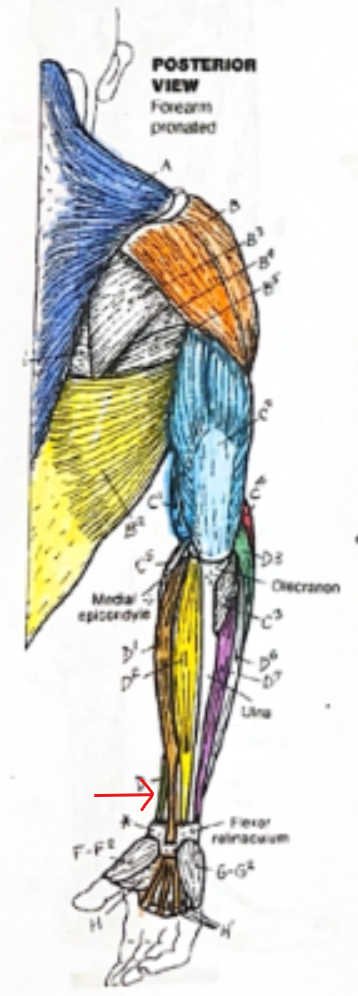 <p>Little green section</p>