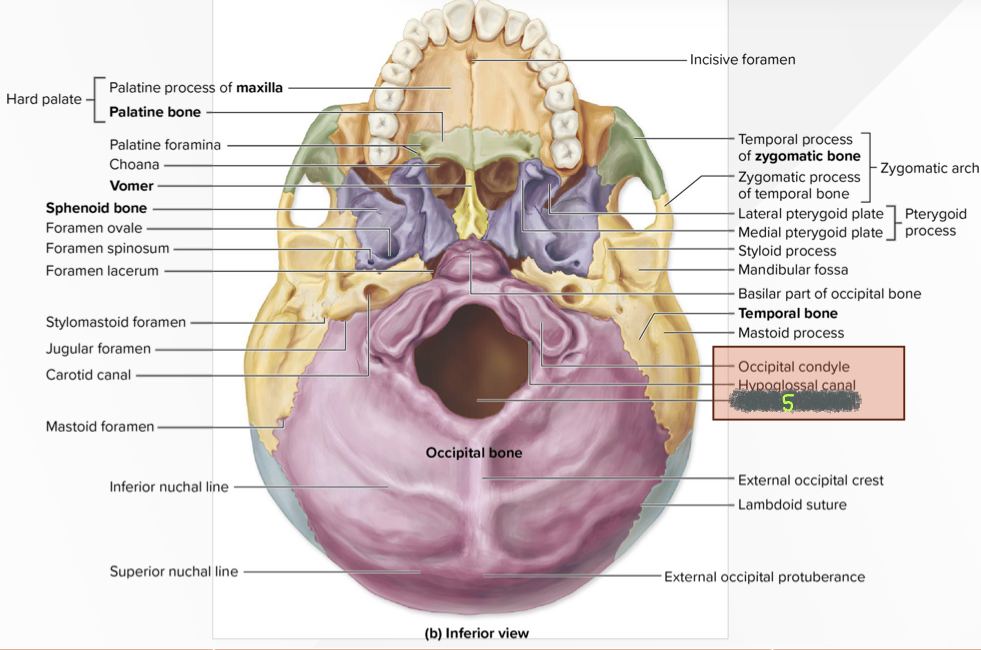 What structure is 5?