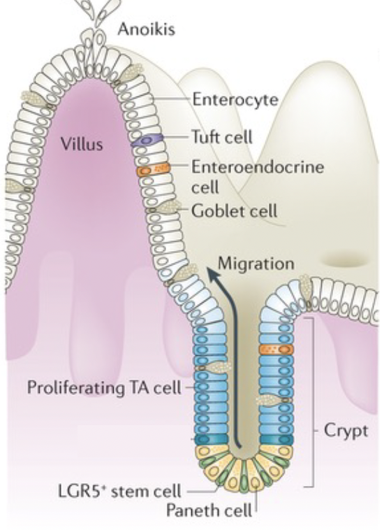 <p>make the vast majority of the mucus </p>