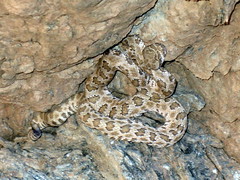 <p>Garfield Co. (barely in Utah) • 41-137cm TL • Barred black and white/grey tail • Rostral scale touching more than 2 internasals</p>