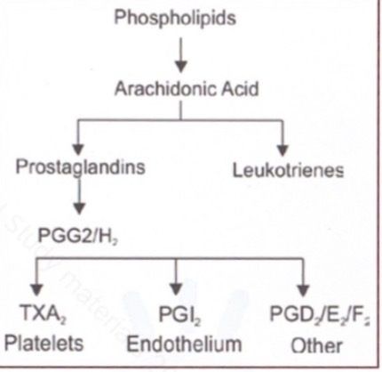 <p><span><span>Arachidonic acid pathway </span></span></p><p></p><ol><li><p><span><span>Cell membrane phospholipids release arachidonic acid via phospholipase A₂ when cells are stimulated (injury, inflammation).</span></span></p></li><li><p><span><span>Arachidonic acid is metabolized mainly by two pathways: cyclo-oxygenase (COX) → prostaglandins/thromboxanes, and lipoxygenase (LOX) → leukotrienes.</span></span></p></li><li><p><span><span>In the COX pathway, arachidonic acid is first converted to unstable intermediates PGG₂ and PGH₂.</span></span></p></li><li><p><span><span>PGH₂ is the common precursor for several prostanoids, depending on the tissue-specific enzymes present.</span></span></p></li><li><p><span><span>In platelets, PGH₂ is converted to thromboxane A₂ (TXA₂) → promotes platelet aggregation and vasoconstriction.</span></span></p></li><li><p><span><span>In vascular endothelium, PGH₂ is converted to prostacyclin (PGI₂) → inhibits platelet aggregation and causes vasodilation.</span></span></p></li><li><p><span><span>In other tissues, PGH₂ forms PGE₂, PGD₂, and PGF₂α, which mediate inflammation, pain, fever, smooth muscle contraction, and other local effects.</span></span></p></li></ol><p></p>