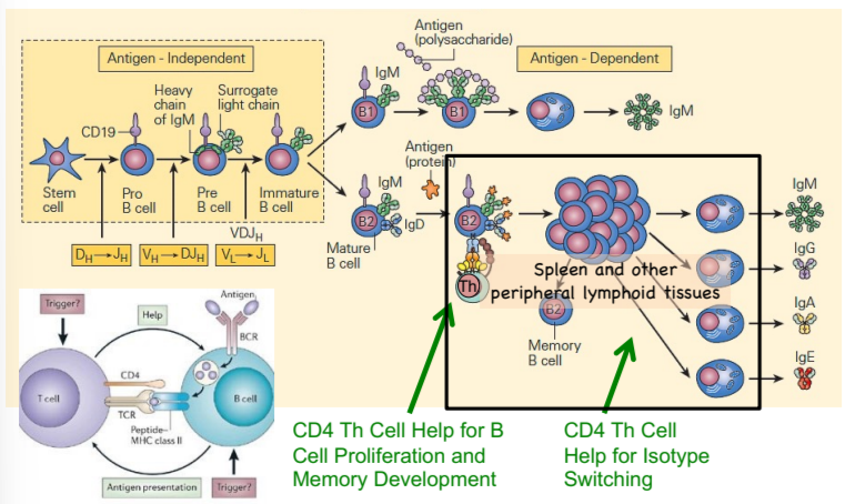 <p>CD4 Th cells also help B cells switch antibody isotype (IgM to IgA, etc.)</p>