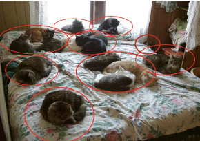 <p>Sociale relaties: Contactliggen </p>