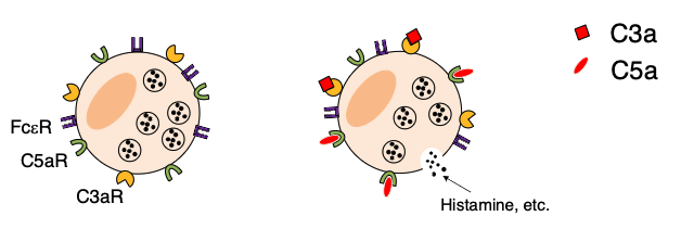<p>because they activate mast cells and basophiles to release histamine and other inflammatory agents</p>