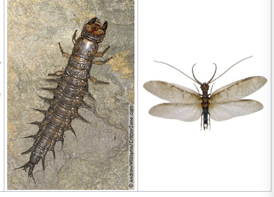 <p>importance: C1, very clean waters</p><p>ecology: eaten by fish</p><p>life: CM</p><p>feeding: carnivorous larvae (adults do not eat)</p>