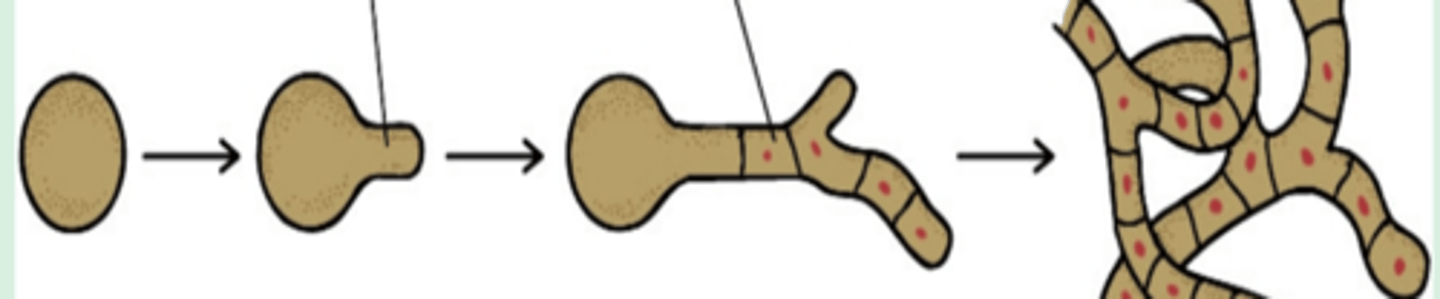 <p>What are the different stages of molds?</p>