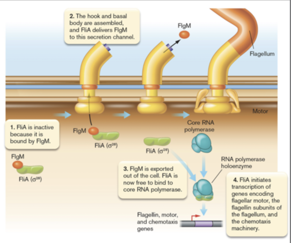 Proteins that bind to sigma factors and inhibit their function by blocking their access to the RNA polymerase
