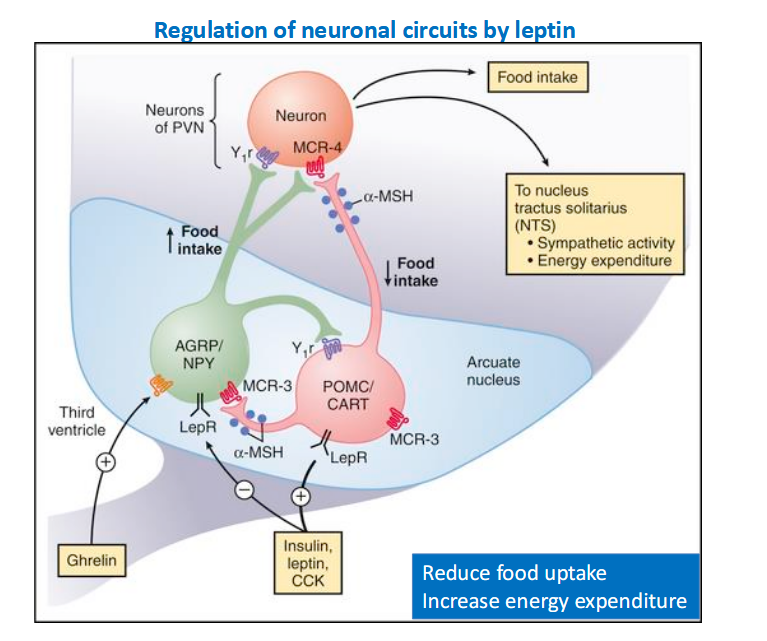 <p>Food INTAKE</p><p>PVN neuron leads to downregulation of food regulate </p><p>REDUCING FOOD UPTAKE AND INCREASING EE</p>