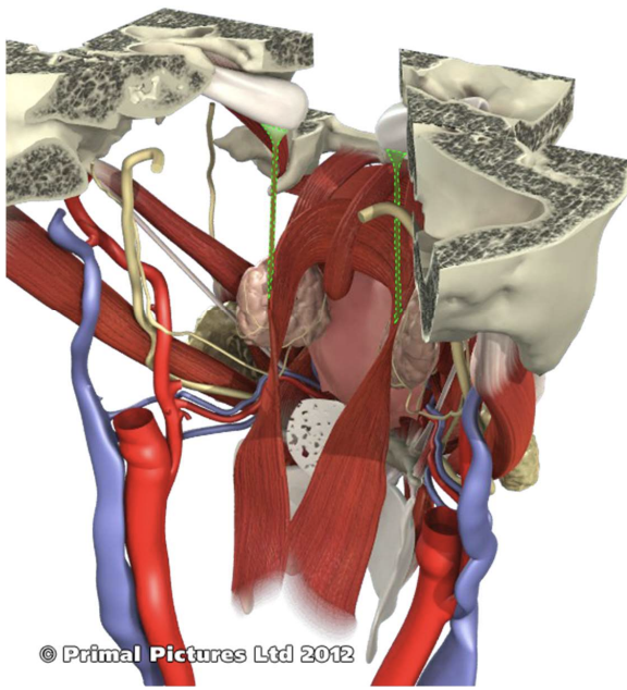 \
* Origin: Eustachian tube
* Insertion: lateral walls of the pharynx
* Elevates the pharynx during swallowing
* Innervated by pharyngeal plexus
* Little tubes located laterally to our velum, reason our ears pop on planes 