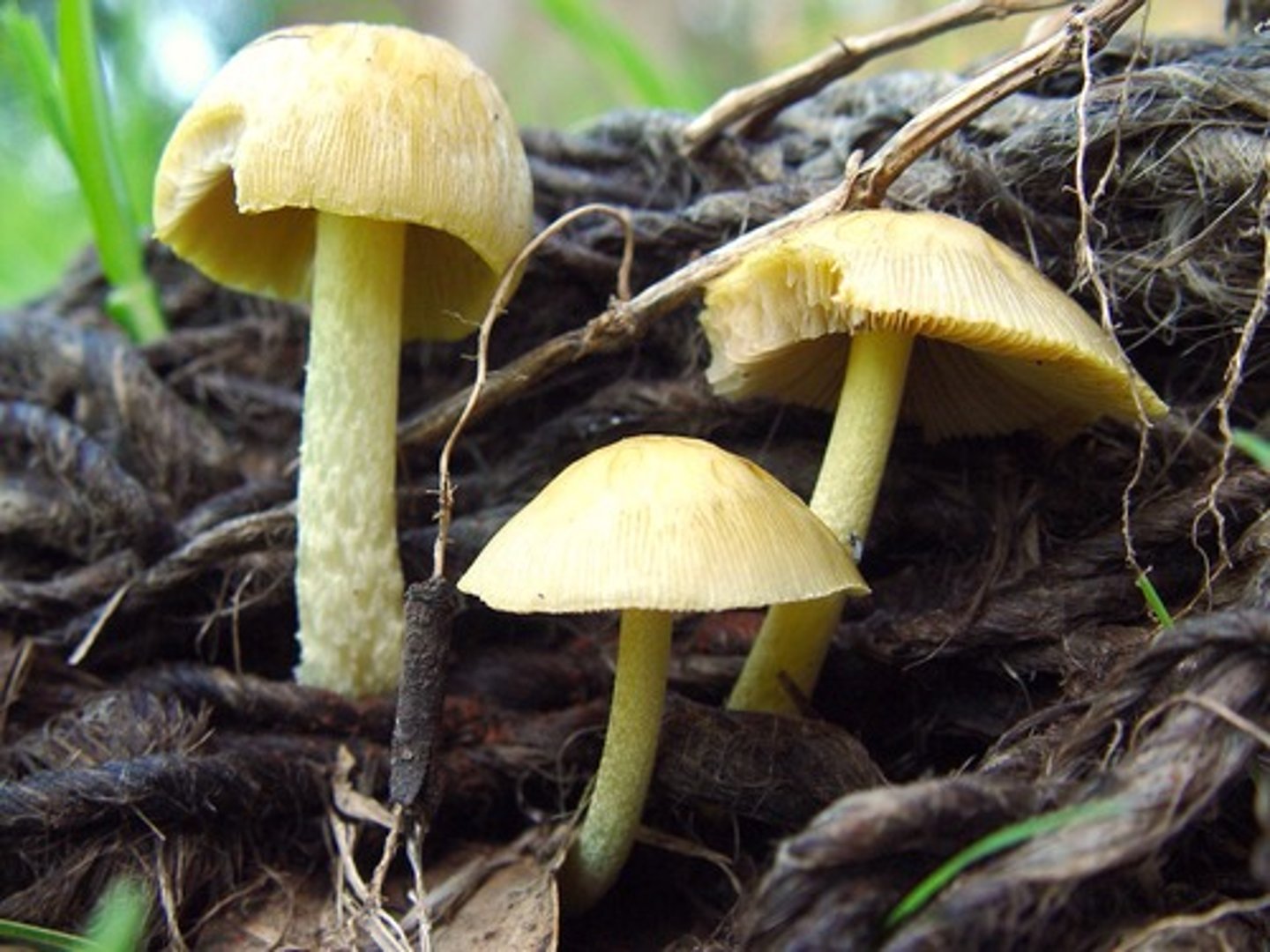 <p>Study of fungi including yeasts and molds.</p>