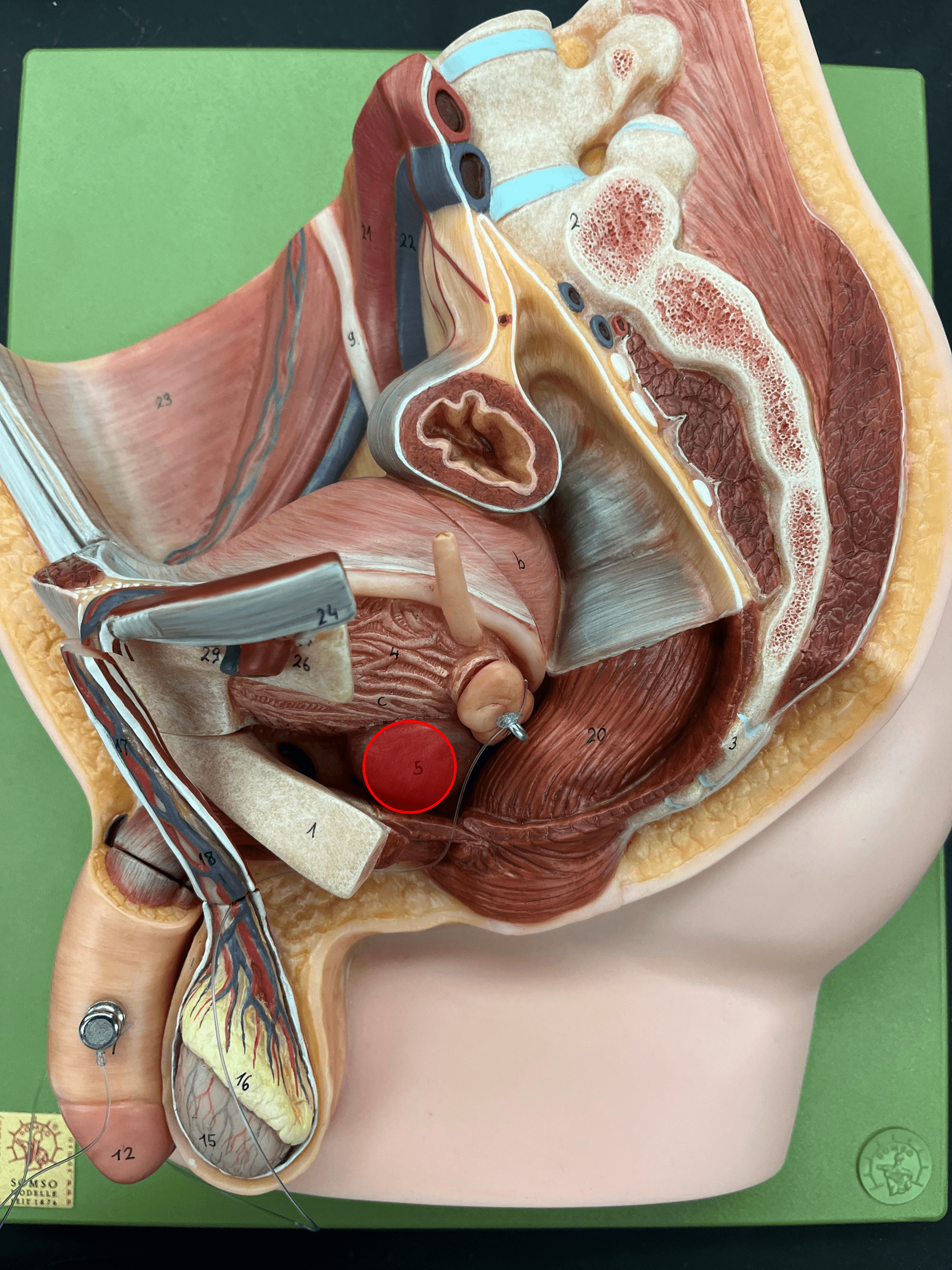 • An accessory male reproductive gland.

• Encircles the urethra as it emerges from the urinary bladder.

• Contributes about 25% of the semen as a milky product containing protein-digesting enzymes.