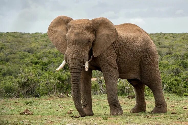<p>Elephant </p>