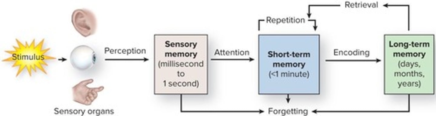 <p>Short-term memory holds information temporarily, while long-term memory stores information for extended periods.</p>