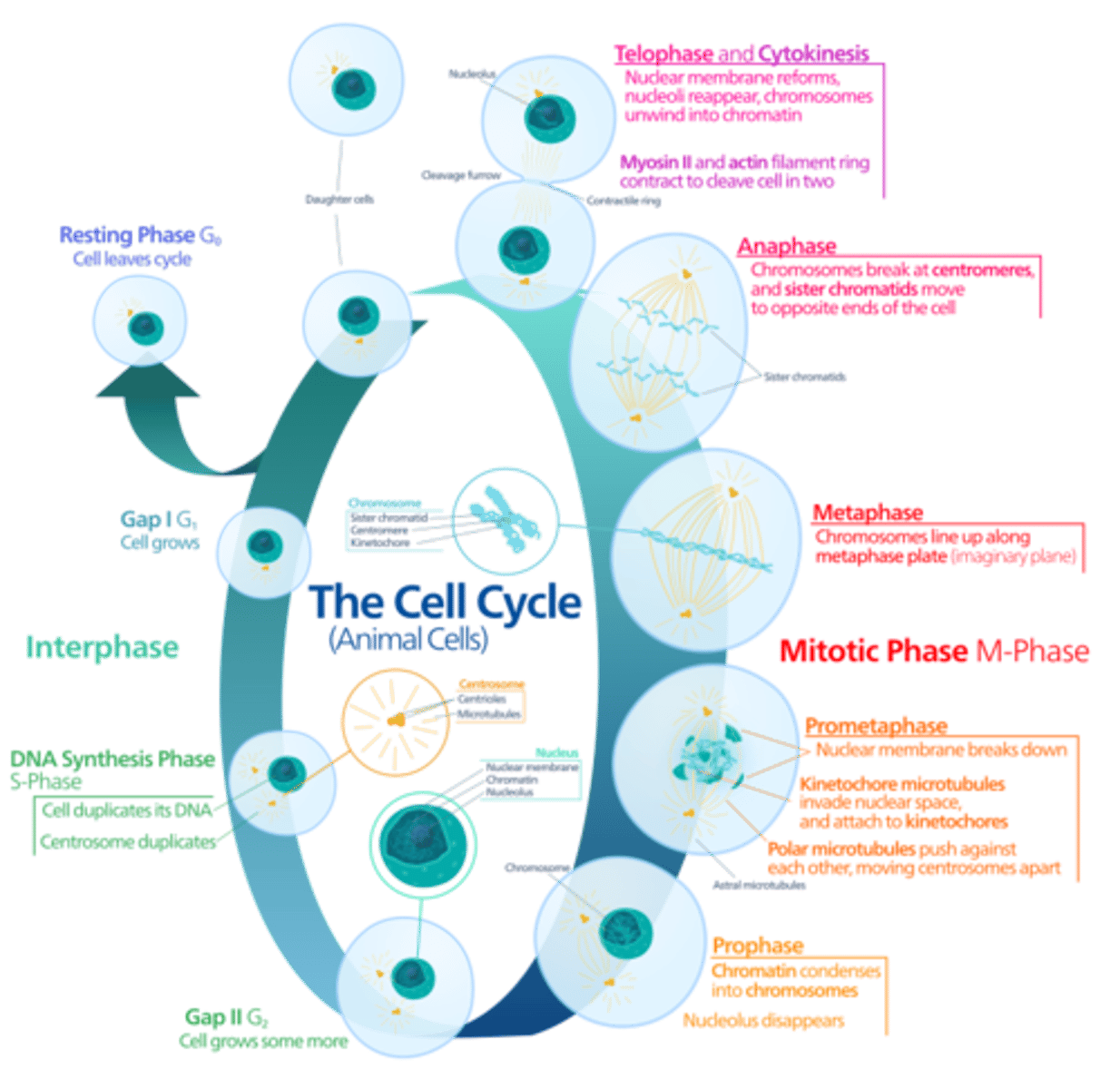 <p>Prophase. {{PMAT}}</p><p>***Pass Me a Tissue***</p>