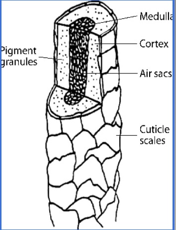 <p>What is the function of cortical fusi?</p>