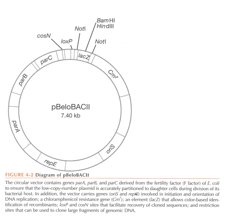 <ul><li><p>Origin of replication (OriS) derived from E. coli fertility plasmid (low copy vector, 1 copy/cell).</p></li><li><p>Antibiotic resistance gene chloramphenicol (Cmr)</p></li><li><p>Multiple cloning site for DNA insertion. It is within lacZ alpha or sacB (with lacZ, colonies with insert are white, with sacB, only colonies with insert will survive).</p></li></ul><p><strong><u>Elements specific to BACs</u></strong>:</p><ul><li><p>Since there is only one copy per cell, partitioning of the BAC during cell replication is crucial. This is mediated by repE (encodes for helicase, enhances DNA replication) and parA, parB, and parC, which ensure correct distribution of the artificial chromosome during replication.</p></li></ul><p></p>