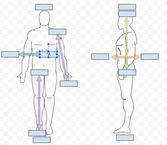 <p>What Directional term is covered by the Question Mark?</p>