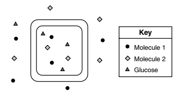 <p>Base your answers to the question on the information and diagram below and on your knowledge of biology. The diagram represents a plant leaf cell and two different molecules used in the process of glucose synthesis.</p><p></p><p></p><p>Molecules 1 and 2 enter the cell and glucose leaves the cell through the process of \n</p>