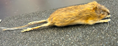 <p>Meadow Jumping Mouse</p><p>Dipodidae</p><p><em>Zapus hudsonius</em></p>