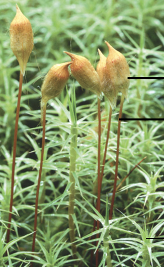 <p>Identify</p>