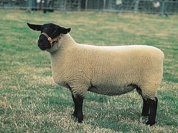 <ul><li><p>Most important alongside the Hampshire</p><ul><li><p>Were historically better, but the Hampshire has surpassed them in recent years</p></li></ul></li><li><p><strong>Slick, black heads and legs</strong></p></li><li><p>They are the <strong>biggest </strong>and <strong>heaviest </strong>of the meat breeds</p></li><li><p>Prone to <strong>Scrapie </strong>&amp; <strong>Spider-lamb</strong></p><ul><li><p>Scrapy: Degenerative nerve disease</p></li><li><p>Spider-lamb: Skeletal deformations</p></li></ul></li></ul><p></p>